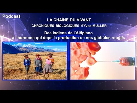 Podcast 19 - Des Indiens de l’Altiplano à l’hormone qui dope la production de nos globules rouges