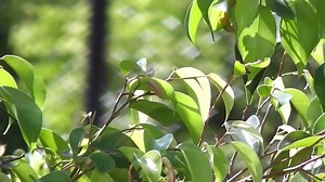 Tree, Leaves, Green, Nature