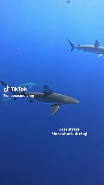 Less stress, more shark diving. 🦈❄️ This winter, come join us at One Ocean Diving, we’re open 365 days a year! Whether it’s your first dive or your hundredth, there’s no better way to forget the everyday and immerse yourself in the ocean. Watch sharks up close, feel the calm of the water, and let the sea do the rest. #OneOceanDiving #LessStressMoreSharkDiving #SharkAdventure #SharkDivingHawaii #SharkID_Avi
