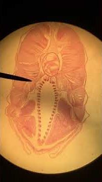 Amphioxus/Lancelet Male Cross Section