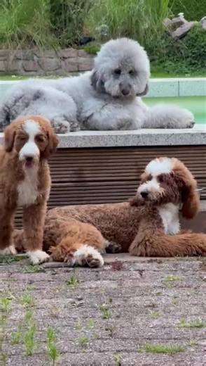 #giantpoodle #GiantPoodlesOfTikTok #PudelLiebe #GiantPoodleLove #PudelPower