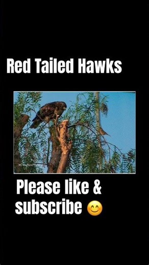 Red Tailed Hawks