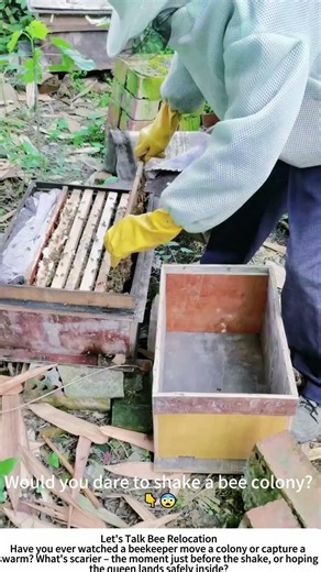 Moving a Bee Colony – Shaking Swarms into a New Hive 🐝👨‍🌾