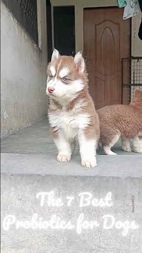 Top 7 Best Probiotics for Dogs: Improve Gut Health & Digestion 🐾💕