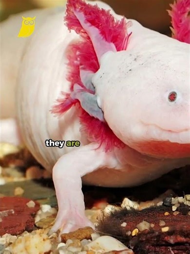 AXOLOTL FACTS YOU SHOULD KNOW