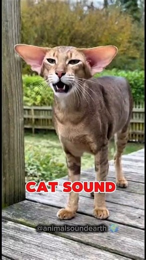 Cat Meow Outdoors in the Street #animalsounds