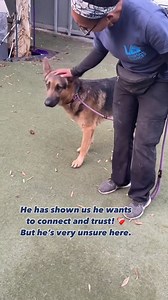 36K views · 2.1K reactions | RESCUED & ADOPTED! Shy, sensitive...