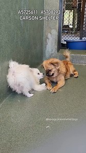 ✳️Shih tzu✳️ID: #A5708203 ↩️Click✳️Pomeranian ✳️ID: #A5715611 ↩️These two just met in the Shelter and they’re both on separate holds for their owners, but they’re trying to make the most out of their time together while they’re stuck there.🔹Pomeranian 🔹 AGE:5 months🔹 male 🔹 ARRIVED:7/24🔹 ON HOLD UNTIL: 8/9🔹Shih Tzu 🔹 AGE:1 years🔹 male 🔹 ARRIVED:6/22🔹 ON HOLD🔹 Carson Shelter - 310-523-9566 for INFO🔹 Mon-Sat 11-5pm, Closed Sunday🔹216 W Victoria St. Gardena, CA 90248___________________