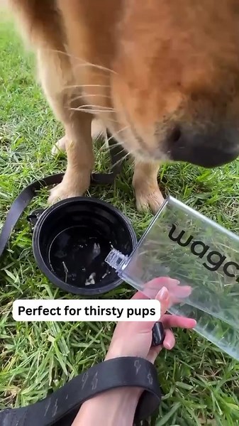 Our premium dog walking bags have an insulated section to keep your water cool ❄️💦 so your thirsty puppy can stay hydrated after big plays and on hot days ☀️🐶 ⠀⠀⠀⠀⠀⠀⠀⠀⠀ Plus we are the OG dog brand to have matching flat water bottle and bowl that fits perfectly in that section to keep any dampness away from your other bits 🙌🏻 ⠀⠀⠀⠀⠀⠀⠀⠀⠀ ⠀⠀⠀⠀⠀⠀⠀⠀⠀ #wagchild #walkies🐾 #dogmum #dogmumlife #dogwalkingessentials #dogessentials #dogadventures