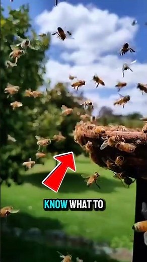 Don’t Jump in Water! Bees Are Waiting!