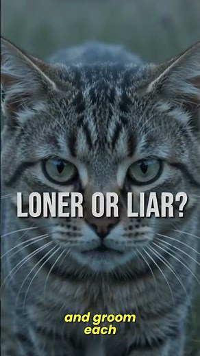 Why Feral Cats Use a Secret Passcode