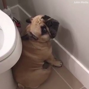 2.2M views · 507 reactions | Bad dog! These dogs are soooo guilty   | Daily Mail Video | Facebook