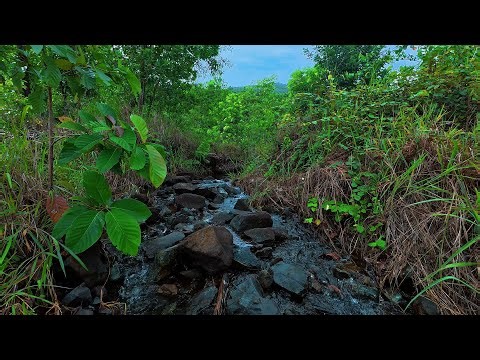 Relaxing Mountain Stream: Achieve Calm Sleep & Boost Focus