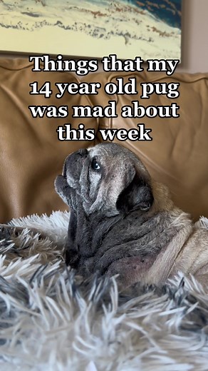 Peggy the Hairless Pug Gets Angry | Funny Dog Reactions