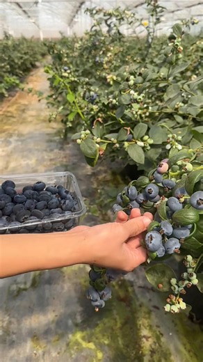 nature 🌿🍃 pemetikan buah blueberry