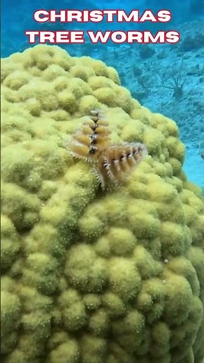 Watch These Christmas Tree Worms Disappear Instantly! 🎄