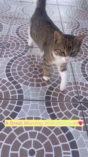 #cat _Michou🩷🌷_ a great morning with michou💓