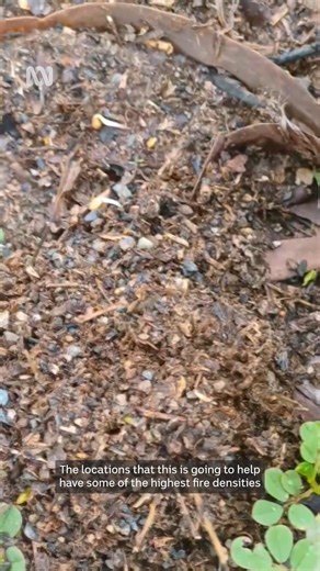 Have you found fire ants at your place? 🐜🔥 The Queensland government has announced an extra $24 million in funding to help tackle invasive fire ants, as the pests continue to take a toll on people, livestock and farmers' bottom lines. Reece Pianta from The Invasive Species Council told Craig and Loretta that this funding will help support large property owners in eradicating fire ants, in the areas that have the highest density of fire ant colonies. #ABCRadioBrisbane #ABCNewsQld #FireAnts | AB