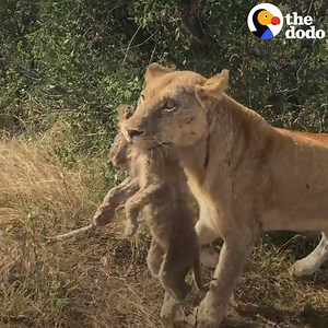 4.9M views · 76K reactions | This lion cub got separated from his family after elephants charged at them and he can't stop crying. Now his mom is about to go looking for him 女 | The Dodo | Facebook
