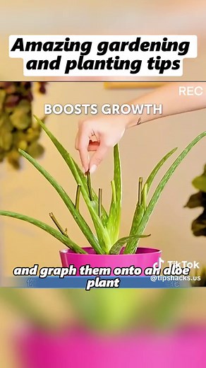 Clever Planting Hacks for Home Gardening