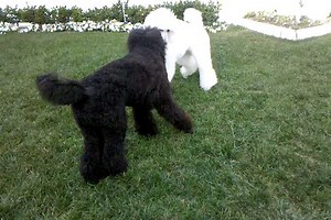634 reactions · 52 shares | Dante and Deja years ago......poodle play is the best! | The Poodle Tales | Facebook
