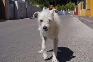 El phrasal verb "Go Off" en inglés – ¿Qué significa? | Madrid Inglés