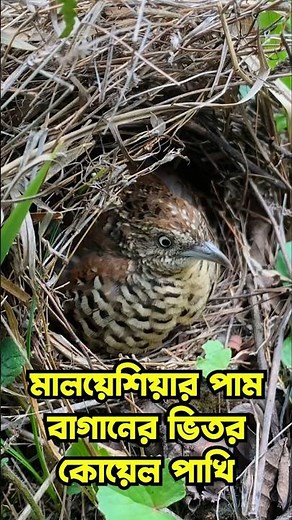 Koel bird inside the palm garden of Malaysia || Koel bird keeping || koyel pakhi palon #shortvide...