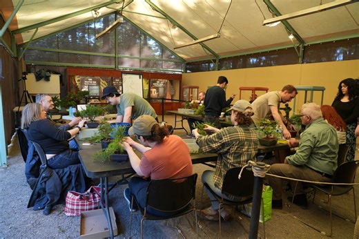 BONSAI CLASS ALERT! Limited spots available -- Ever dreamed of creating your own miniature masterpiece? Now's your chance. Our popular bonsai classes have a few openings, but they'll fill up fast (like this timelapse!). Learn the ancient art of bonsai from expert instructors in our beautiful museum setting. Whether you're a complete beginner or looking to refine your skills, this hands-on experience will connect you with the calming, creative world of bonsai. What you'll get: Expert instruction 
