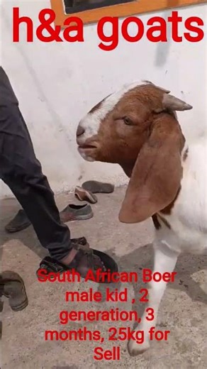 Beautiful South African Boer Male Kid Goat for Sale! 🐐. 9820414773