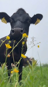 6.4K views · 136 reactions | POV you're a delicious piece of grass in a cow pasture on an Organic Valley farm   Corse Family Farm, Vermont | Organic Valley | Facebook