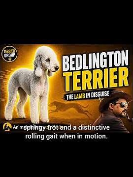 #dogbreed THE BEDLINGTON TERRIER