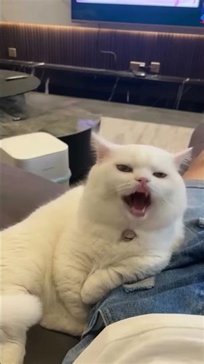 Funniest cat video #shortsfeed #youtubeshorts #shorts #viral #trending