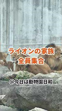 【のんほいパーク】三つ子も一緒に！ライオンの家族が全員集合