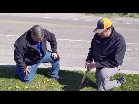 Getting Rid of Quack Grass!