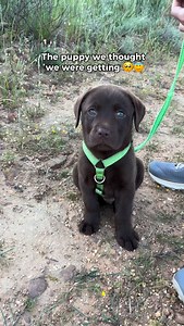 Absolute carnage 🤣😈 | Guinness The Chocolate Labrador