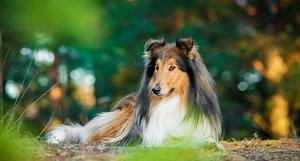 10 Facts About Collies That Prove They Are a Beautiful Breed