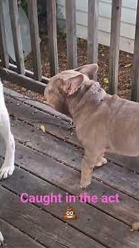 When you're caught pooping, so you try to look tough.🤣 😂 #martianpuppy #viral #dogshorts #funny