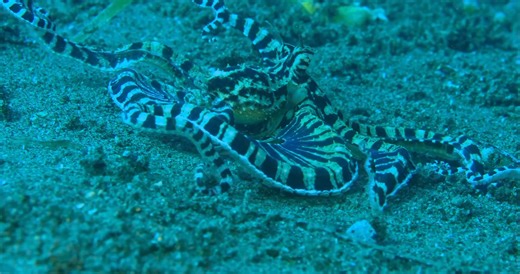 The mimic octopus (*Thaumoctopus mimicus*) can be found in the waters around Dauin, Philippines, a hotspot for scuba divers. Known for its ability to imitate various marine animals like lionfish and sea snakes, this octopus uses mimicry to evade predators and hunt prey. Divers can spot them in sandy, shallow waters, particularly at muck diving sites. For the best experience, hiring a local dive guide is recommended. #octopus #ocean #mimic | Critter Hunter