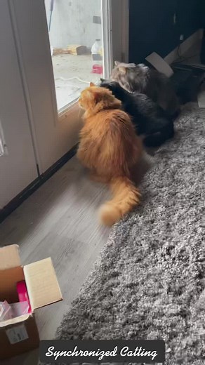 Predator Cat Memes featuring the Fiercest Ginger Feline Hunters