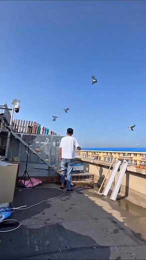 If you disturb me, you have no right to live. #racingpigeon #reelsvideoシ | Ashikur Rahmans pigeons collection