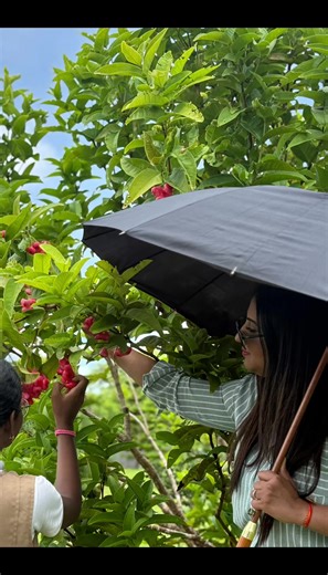 Exploring Java Apples on Île Maurice: Nature and Kids
