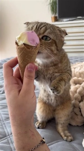 Котик і морозиво 🍦 Cat Eating Ice Cream Смішні котики