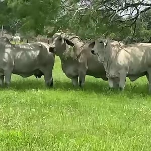 15K views · 616 reactions | Beef-type Brahman cows with their new calves on the ranch. The ranch is beautiful after all the rain we’ve had. ☀️ Schedule your visit this summer - call the ranch office 979-532-1352  | J.D. Hudgins Inc. | Facebook