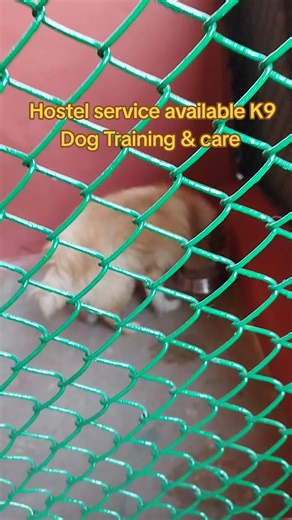 🐕K9 Dog Training & Care🐕 (@k9dogtrainingcare)’s videos with Kaha Hola Ghar - Karma Band