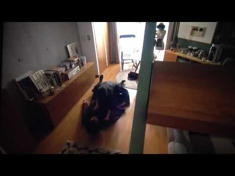 田中みな実 キス