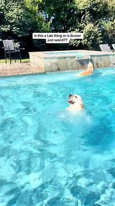 116K views · 5.1K reactions | Is my dog weird or is this normal behavior? #dogoftiktok #doglovers #furryfriends #cutedog #petparent #happydog #CapCut | Buster Dog Life | Facebook