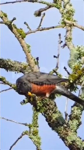 BIRD CHRIPING IN THE MORNING 🌄 #shortvideo #wildlife #nature