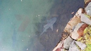 12K views · 33 reactions | VIDEO: SHARK RELOCATION REPORT Tonight on 7 local news... Is it worth spending 60 thousand dollars surveying and relocating bull sharks in Twin Waters Canals? Sunshine Coast Councillors will have to decide when a new report is tabled this week. There was a call for action after video went viral of bull sharks circling behind million dollar homes. Jennifer Nichols has the story tonight at 6. #7LocalNews | 7NEWS Sunshine Coast | Facebook