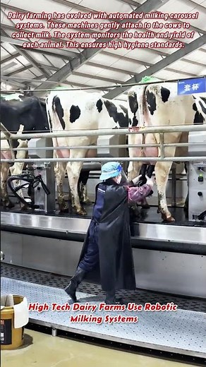 High Tech Dairy Farms Use Robotic Milking Systems