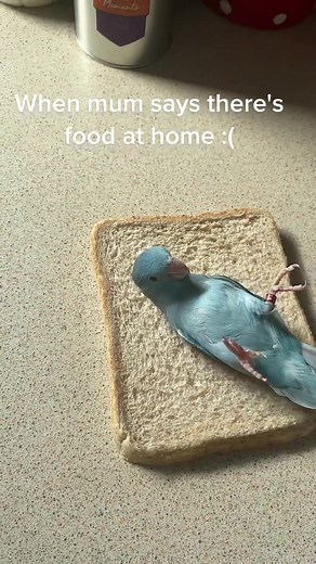 Real Life Twitter Bird Feeding - Parrot Bread Trend 2023